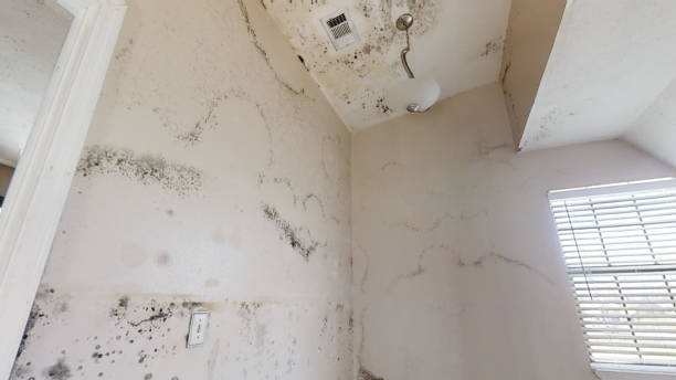 Best Emergency Mold Remediation  in USA